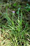 Spiderwort